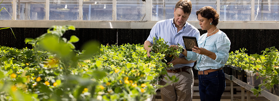 Professor David Bertioli and senior research scientist and spouse Soraya Leal-Bertioli inspect peanut plants in a greenhouse at the Center for Applied Genetic Technologies.
