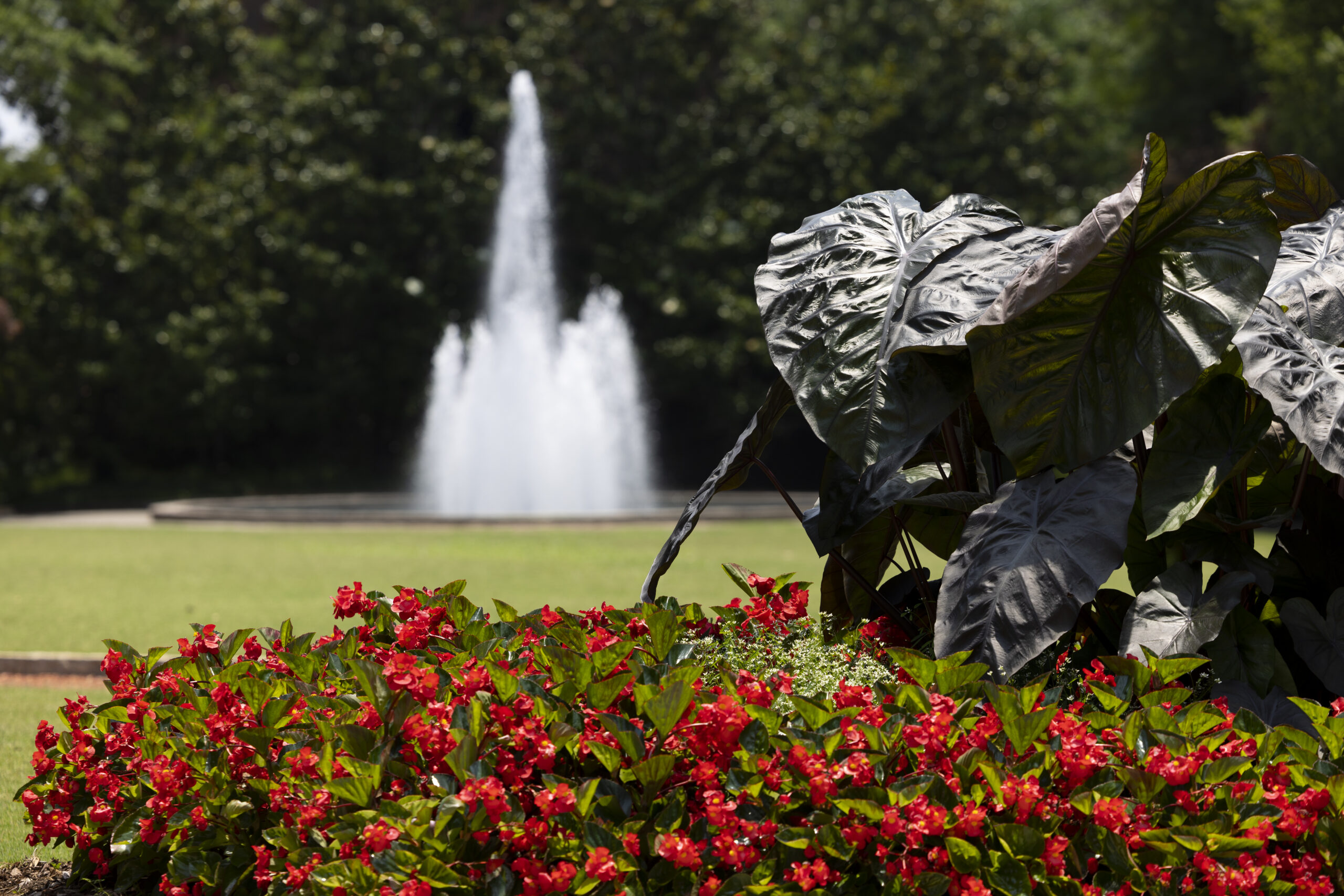 A photo of the water fountain at Herty Field on the University of Georgia campus with summer foliage in the foreground.