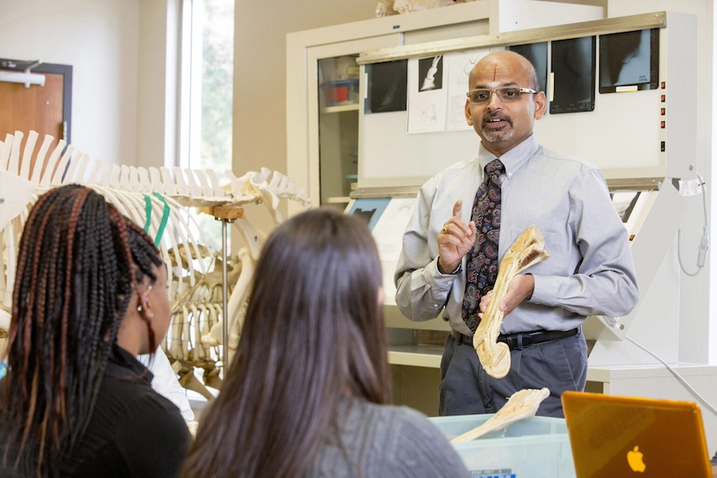 Piliyur Seshadri MohanKumar teaching veterinary medicine students in anatomy laboratory with animal bones.