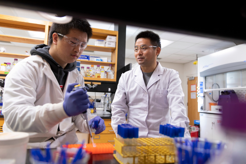 Graduate student Chenyi Li, left, works with professor Yajun Yan of the New Materials Institute in his lab at Riverbend Research Lab South. (Photo by Andrew Davis Tucker/UGA)