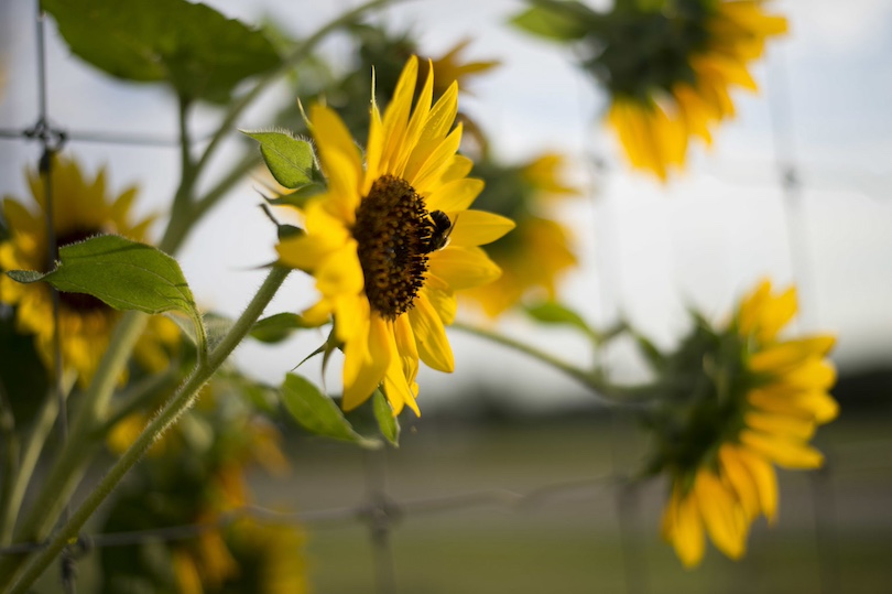 Detail of sunflowers blooming along a fence with bumblebees buzzing around at the UGArden on Milledge Avenue on a warm Summer morning.